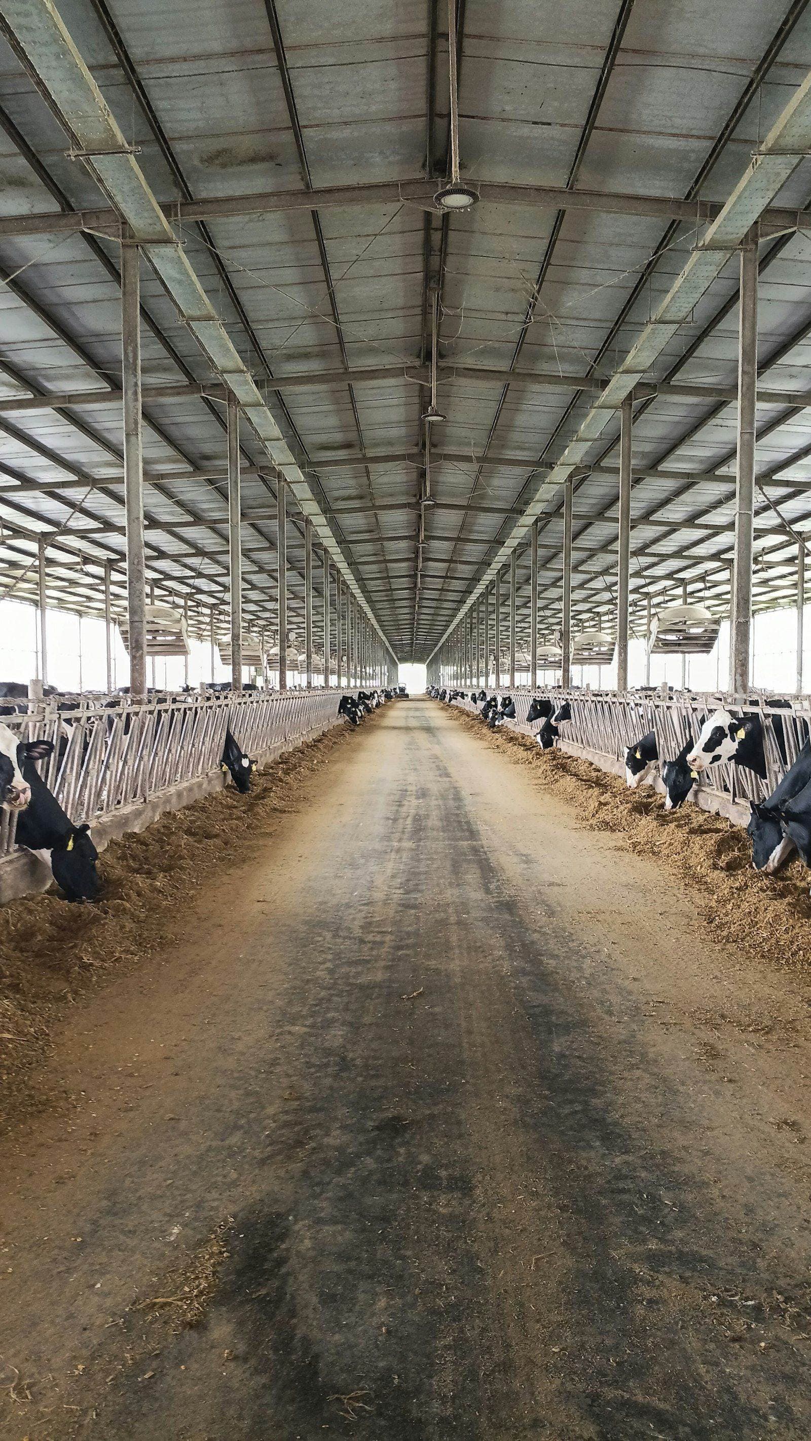 Modern free-stall dairy barn with mechanical ventilation